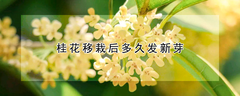 桂花移栽後多久發新芽