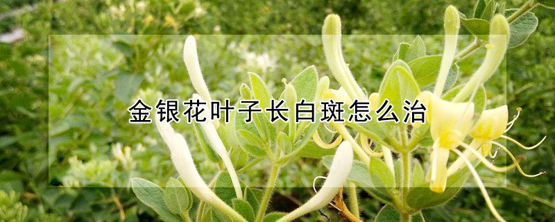 金銀花葉子長白斑怎麼治