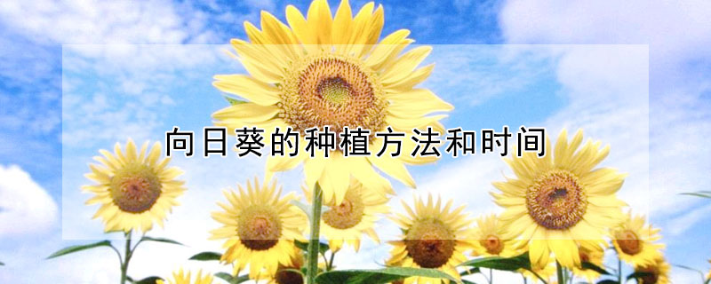 向日葵的種植方法和時間