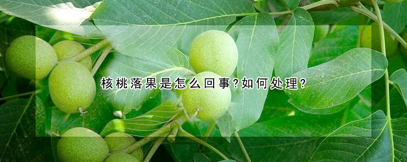 核桃落果是怎麼回事?如何處理?