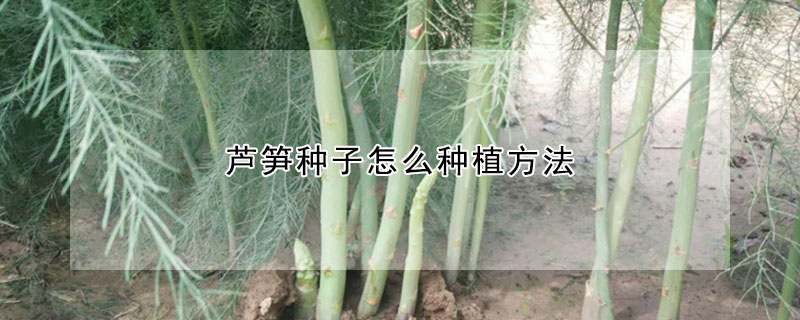 蘆筍種子怎麼種植方法