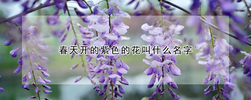 春天開的紫色的花叫什麼名字