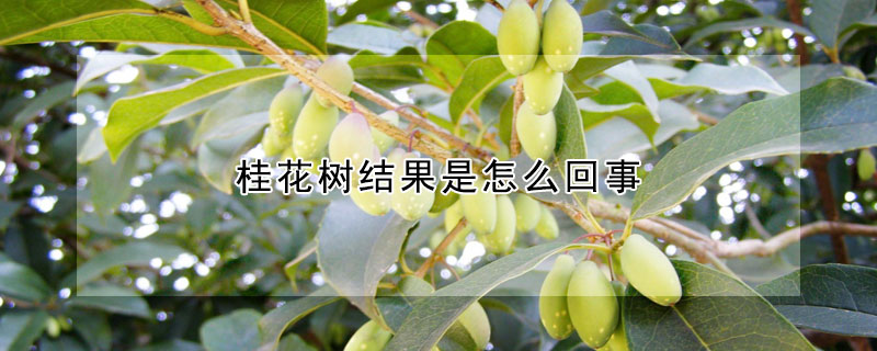 桂花樹結果是怎麼回事