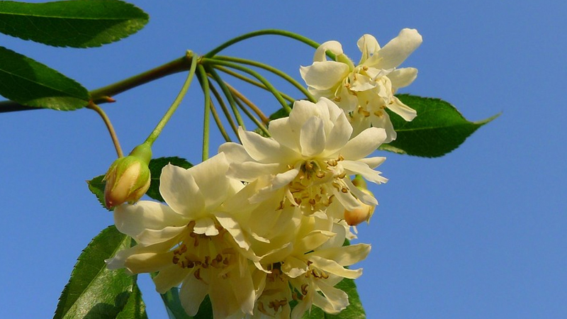 木香花為什麼不能種