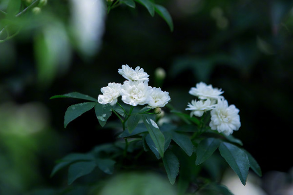 木香花為什麼不能種