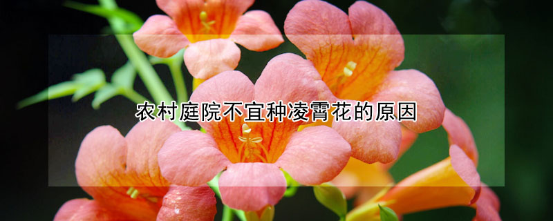 農村庭院不宜種淩霄花的原因