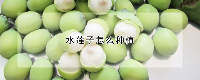 水蓮子怎麼種植