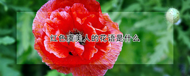 紅色虞美人的花語是什麼