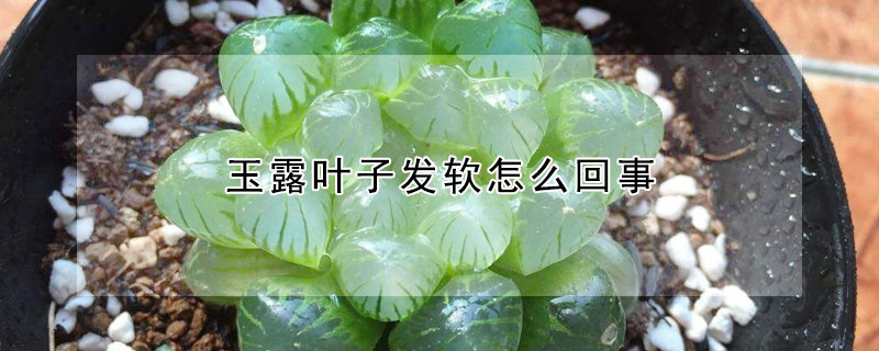 玉露葉子發軟怎麼回事