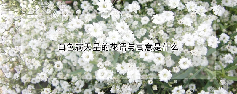 白色滿天星的花語與寓意是什麼