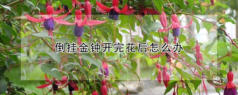 倒掛金鍾開完花後怎麼辦