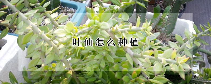 葉仙怎麼種植