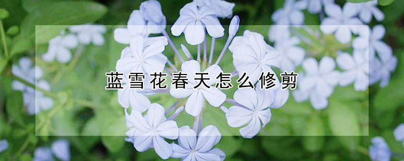 藍雪花春天怎麼修剪