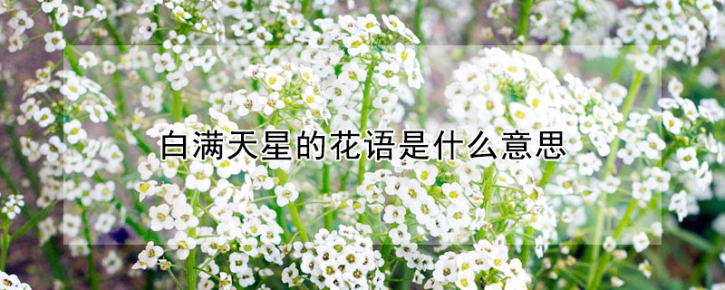 白滿天星的花語是什麼意思