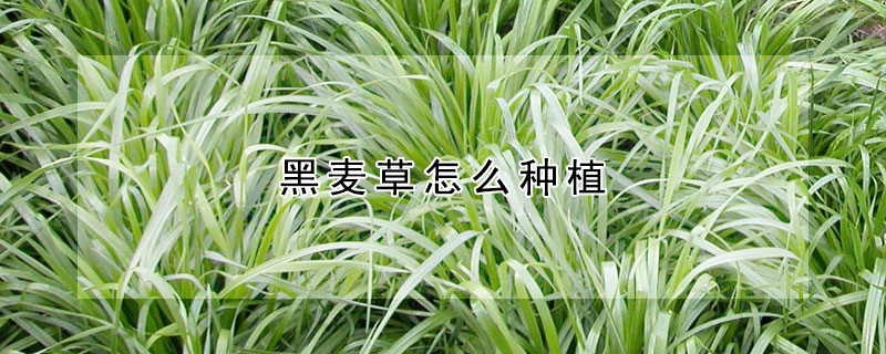 黑麥草怎麼種植