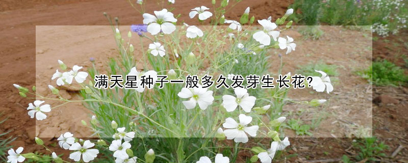 滿天星種子一般多久發芽生長花?