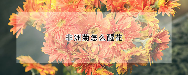 非洲菊怎麼醒花