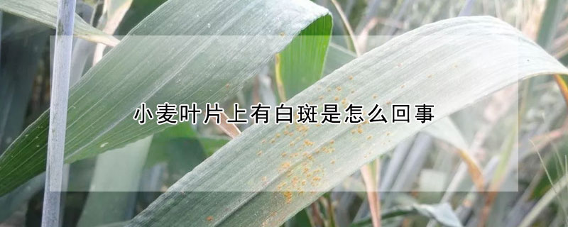 小麥葉片上有白斑是怎麼回事