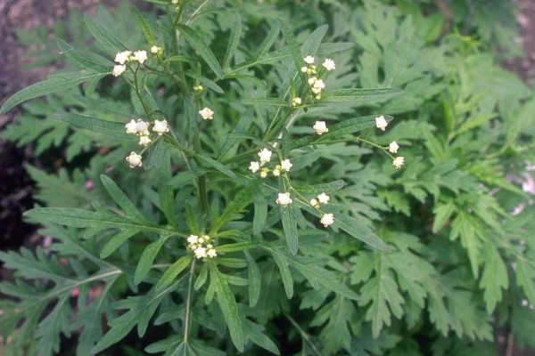 艾草長什麼樣子