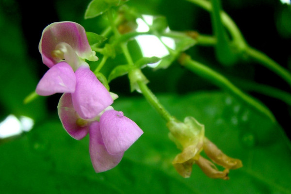 四季豆是什麼季節的菜