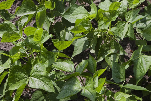 四季豆是什麼季節的菜