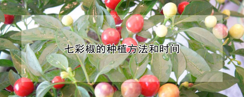 七彩椒的種植方法和時間