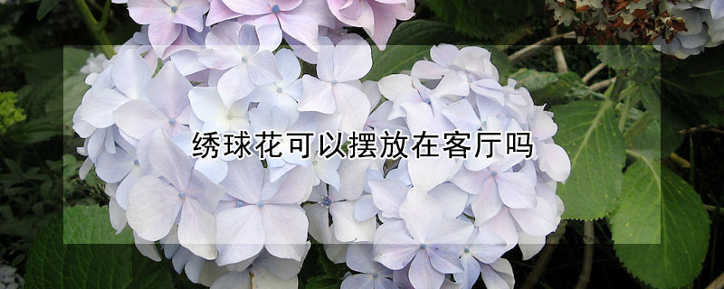 繡球花可以擺放在客廳嗎