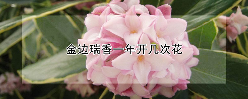 金邊瑞香一年開幾次花