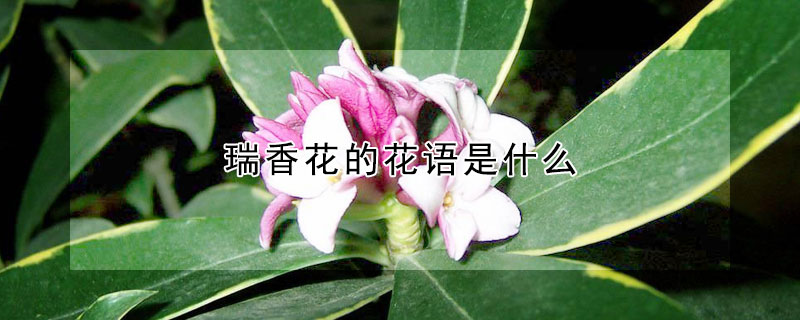 瑞香花的花語是什麼