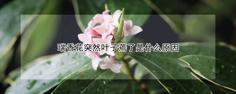 瑞香花突然葉子蔫了是什麼原因