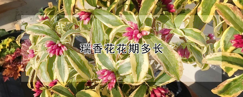 瑞香花花期多長