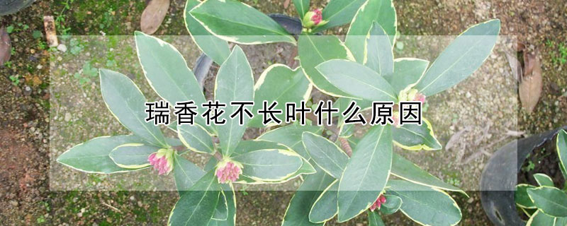 瑞香花不長葉什麼原因