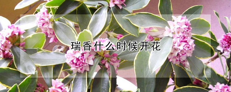 瑞香什麼時候開花