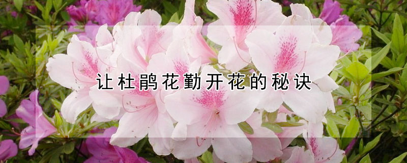 讓杜鵑花勤開花的秘訣