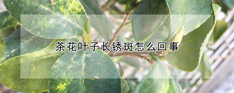 茶花葉子長鏽斑怎麼回事