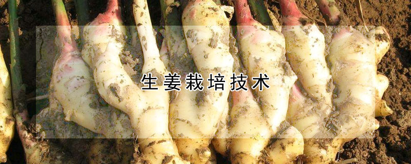 生薑栽培技術