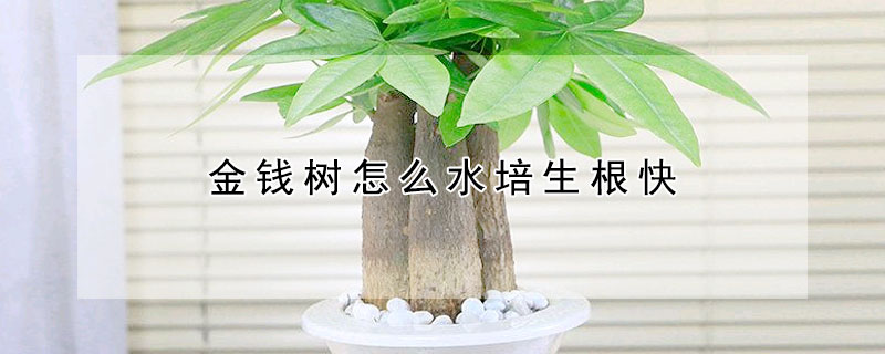 金錢樹怎麼水培生根快