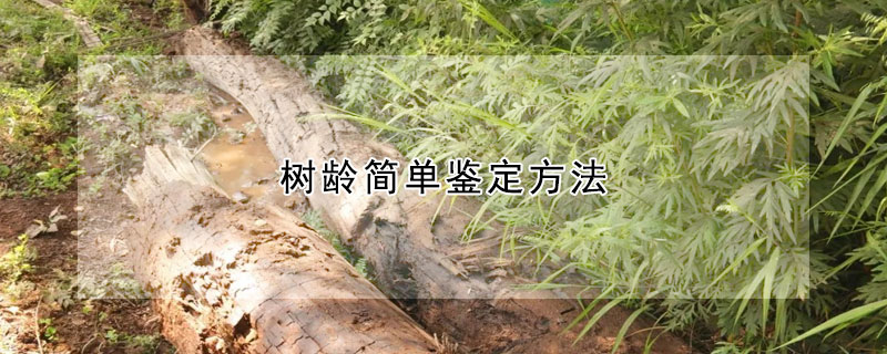 樹齡簡單鑒定方法