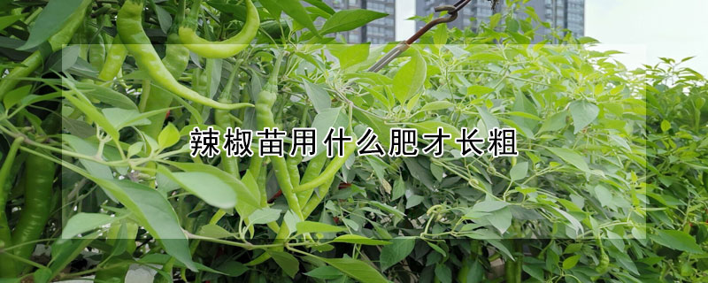 辣椒苗用什麼肥才長粗