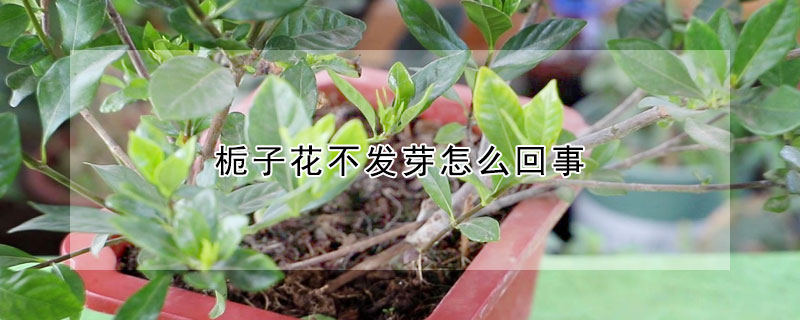 梔子花不發芽怎麼回事