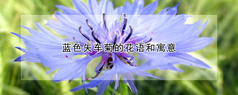 藍色矢車菊的花語和寓意