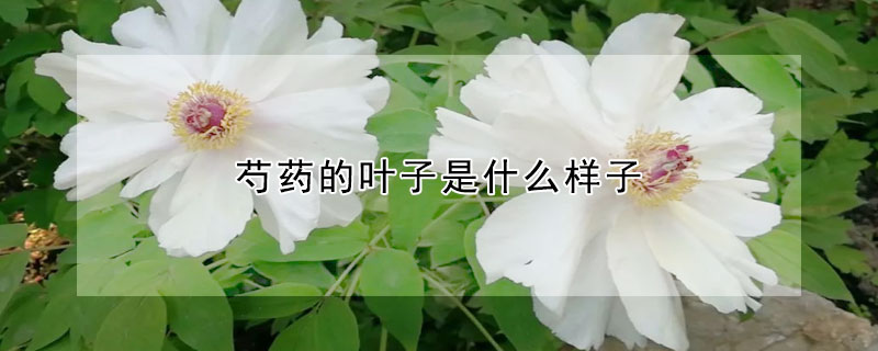 芍藥的葉子是什麼樣子