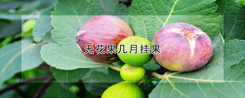 無花果幾月掛果