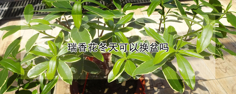 瑞香花冬天可以換盆嗎