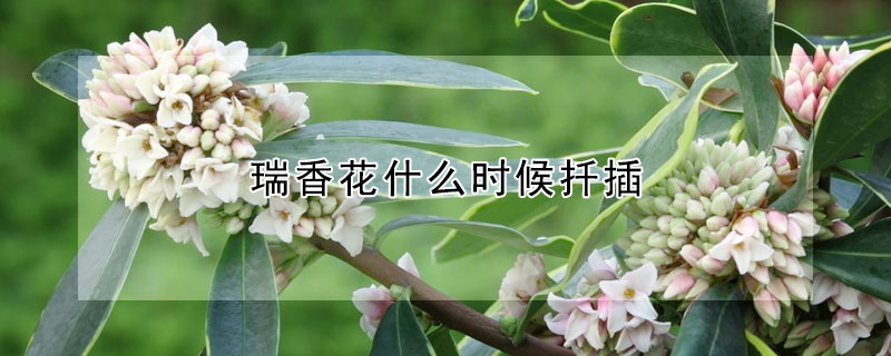 瑞香花什麼時候扡插