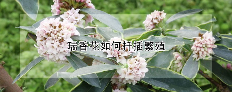 瑞香花如何扡插繁殖