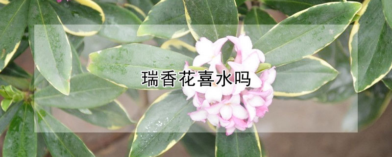 瑞香花喜水嗎