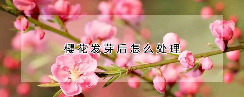 櫻花發芽後怎麼處理