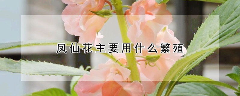 鳳仙花主要用什麼繁殖