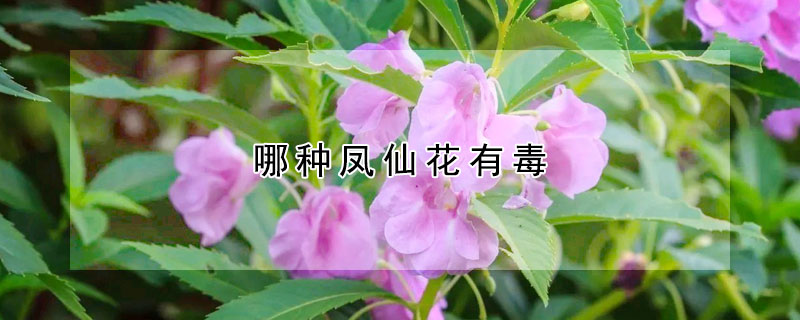 哪種鳳仙花有毒